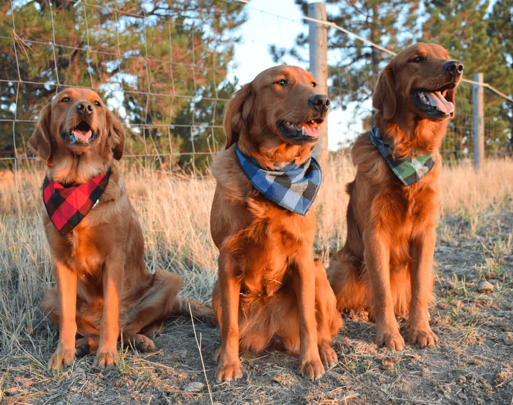 Red Field Golden Retrievers