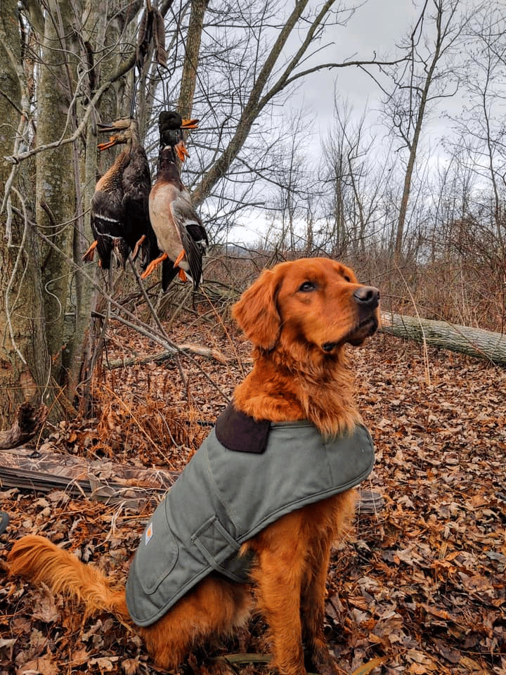 Red golden retriever for hunting