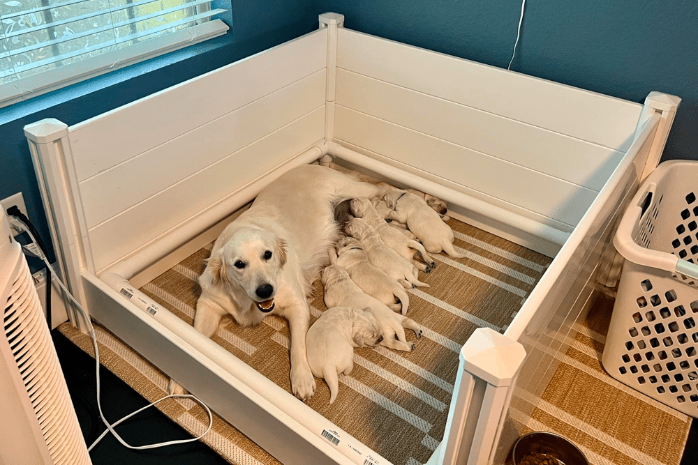 how to find a reputable golden retriever breeder