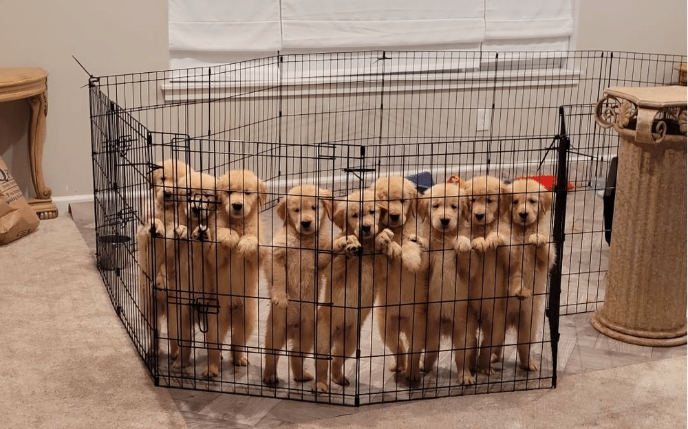 how to find a reputable golden retriever breeder