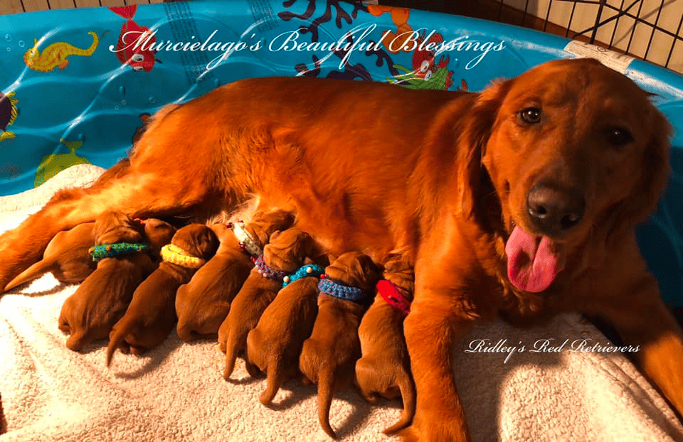 Ridley’s Red Retrievers