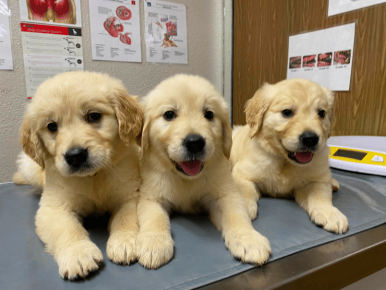 Top 37 Best Golden Retriever Breeders In Texas (TX)