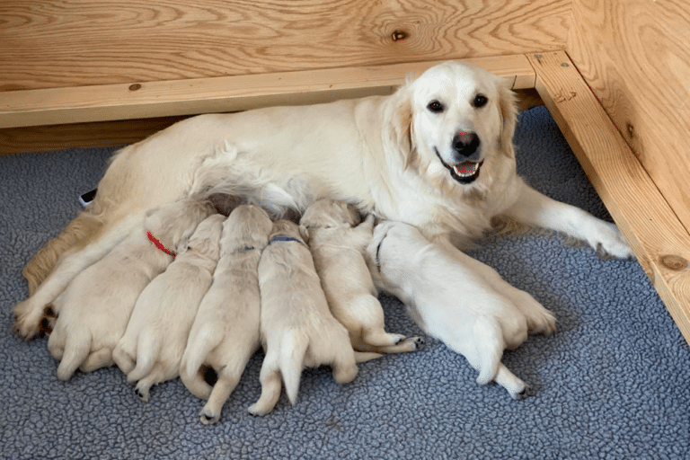 Top 26 Best Golden Retriever Breeders in New York (NY)
