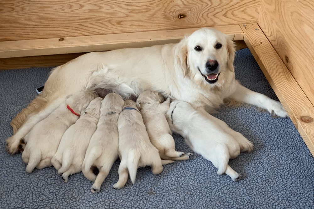 River Valley English Cream Golden Retrievers