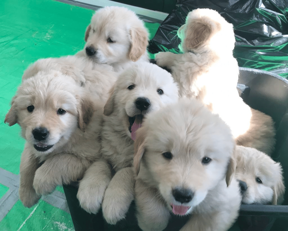 Rocking O Alpacas And Golden Retrievers