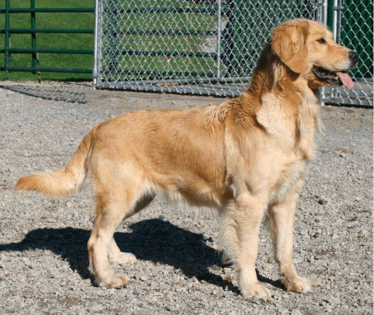Safari Goldens