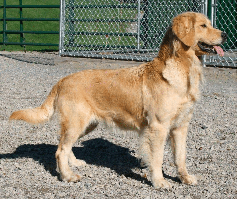 Best Golden Retriever Breeders In West Virginia