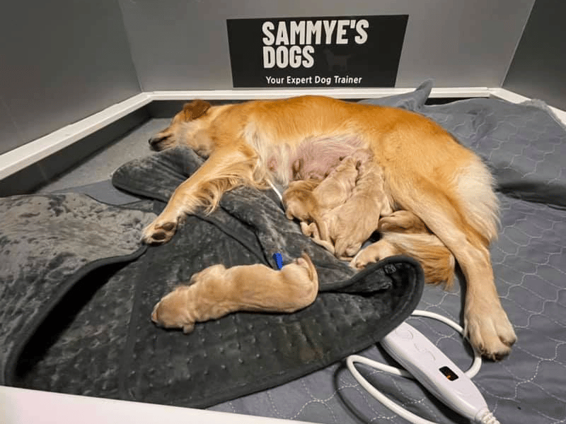 Sammy’s Dogs - Royal Gold Golden Retrievers