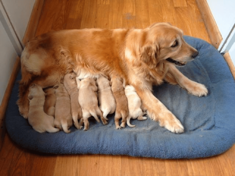 Sapphire Goldens