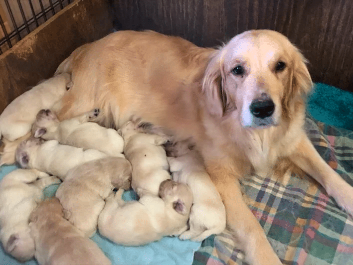 Seasons Gold Golden Retrievers