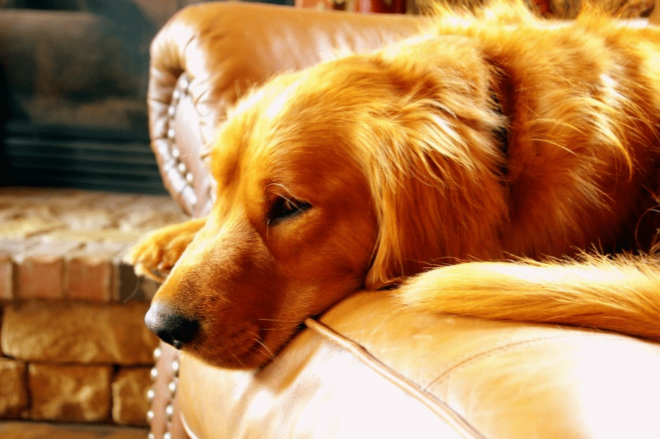 Separation Anxiety in Golden Retriever