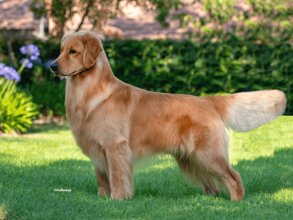 Show Golden Retriever Body Type