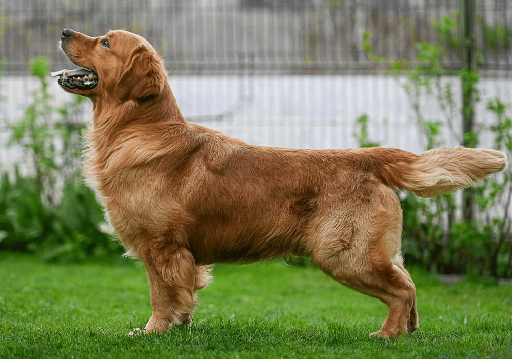 Show Golden Retriever