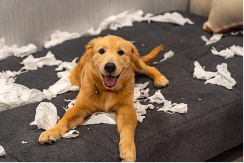 Signs of Separation Anxiety in Your Golden Retriever