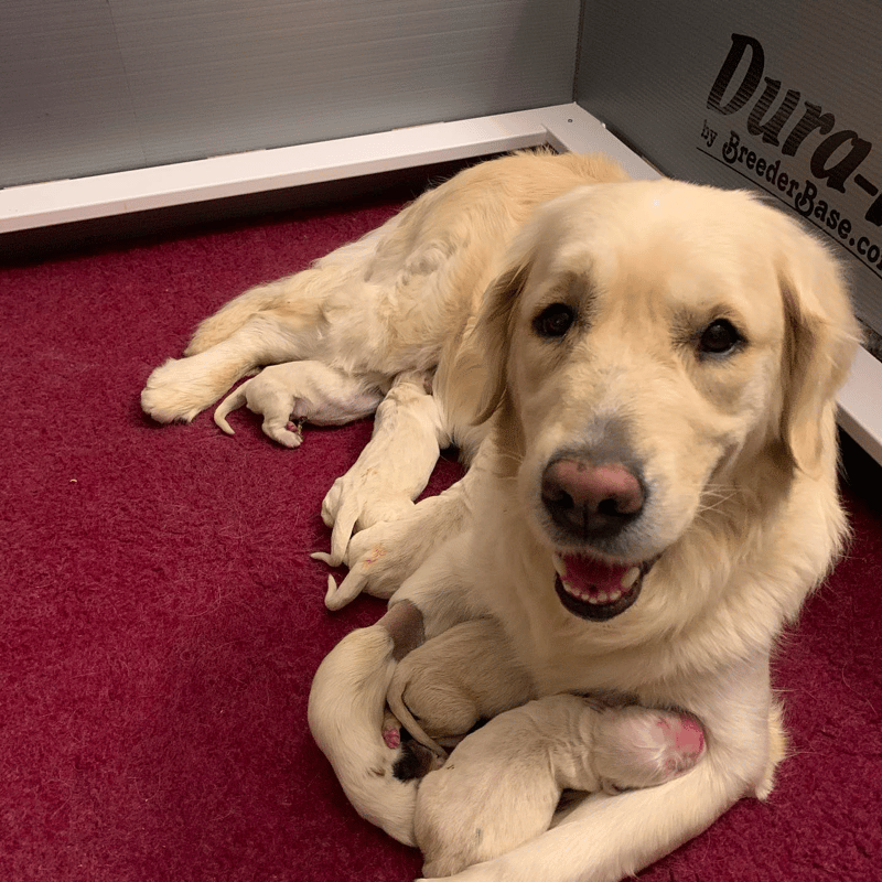 Silkspun Golden Retrievers Alabama