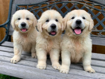 6 Week Old Golden Retriever Puppies