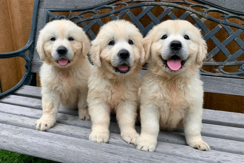 6 Week Old Golden Retriever Puppies