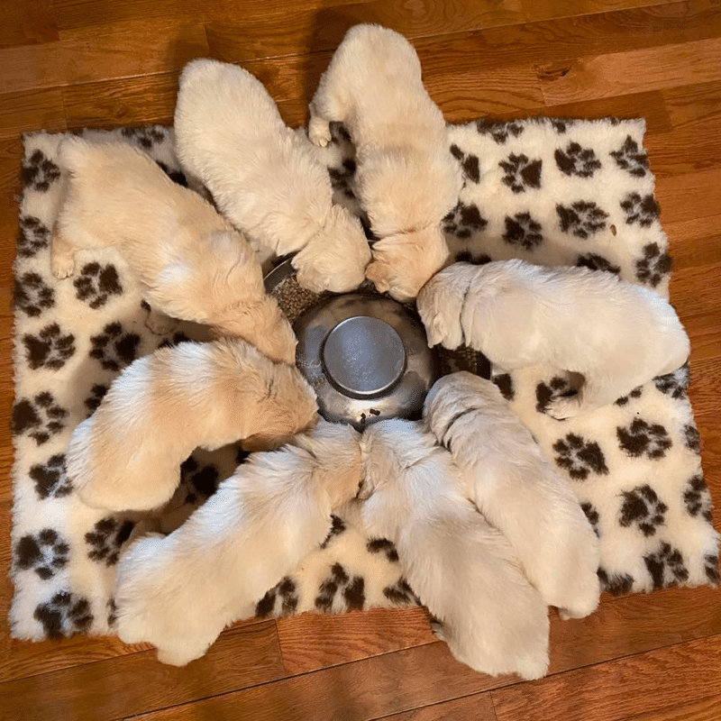 Six-Week-Old Golden Retriever Puppy Food