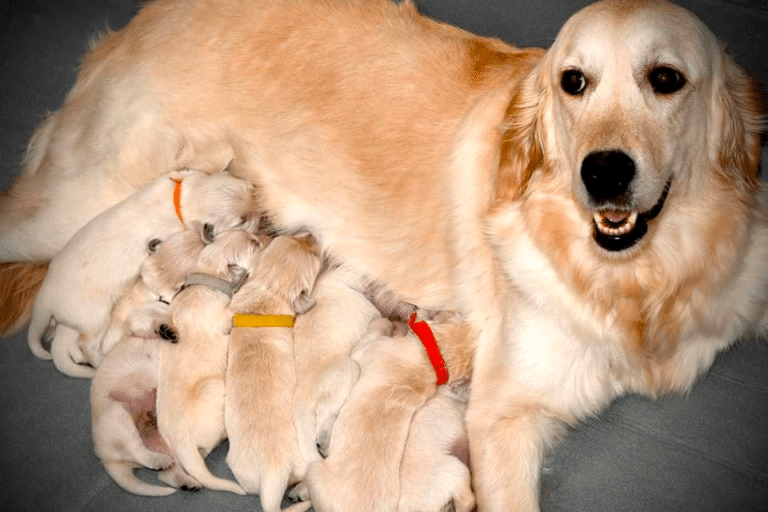 Top 15 Best Golden Retriever Breeders In Illinois (IL)