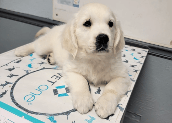 White English Cream Golden Retrievers Puppies in Kentucky