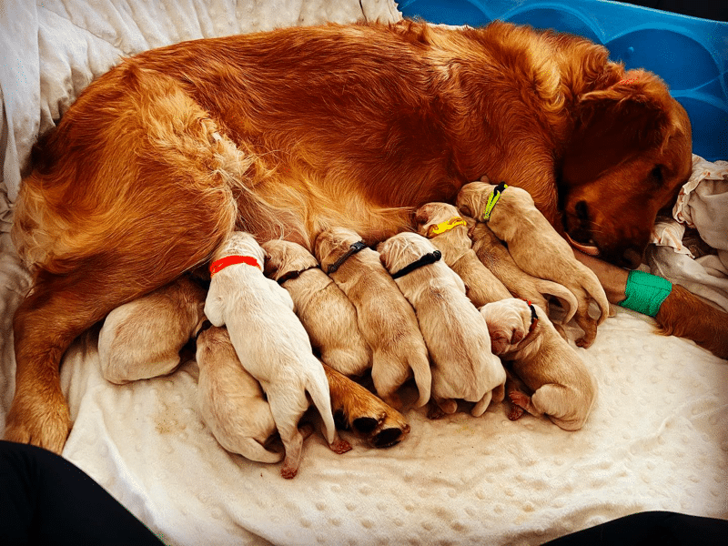 Golden Retriever Breeder in Utah