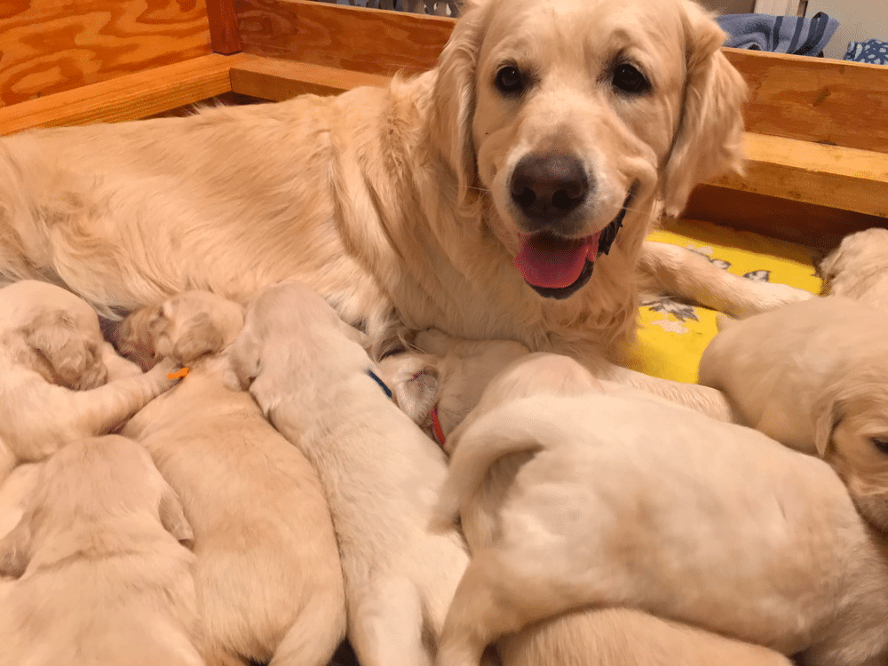 Golden Retriever Puppies in Utah