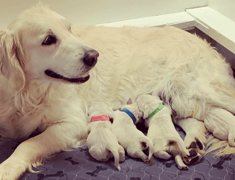 Southland Goldens: English Cream Golden Retriever Breeder