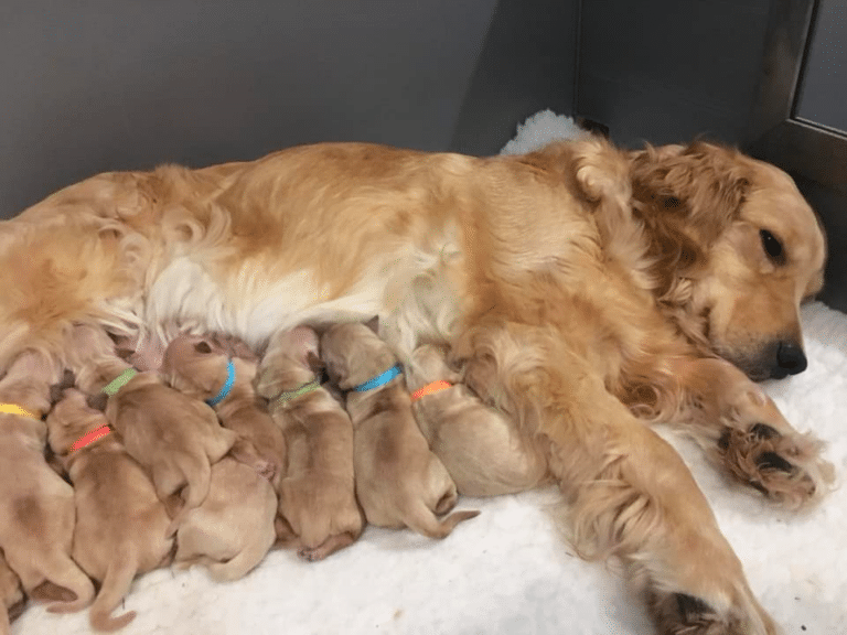 Top 26 Best Golden Retriever Breeders in New York (NY)