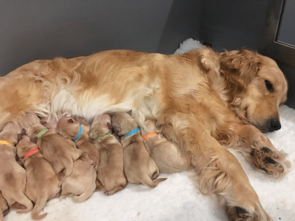 Springvale Golden Retrievers New York