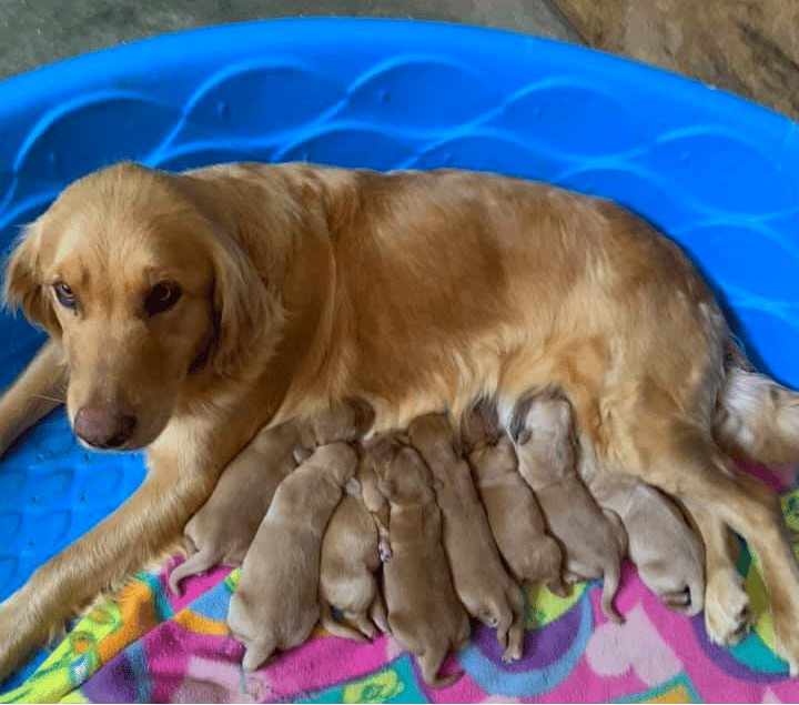 Stay Gold Kennels Alabama