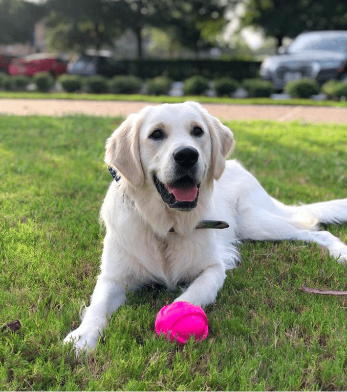 Stop Golden Retriever Separation Anxiety