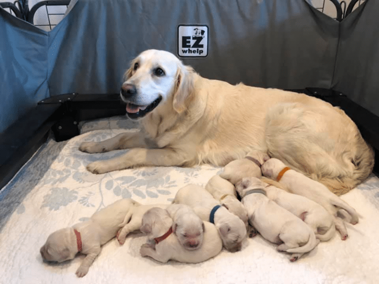 Top 14 Best Golden Retriever Breeders In Washington (WA)