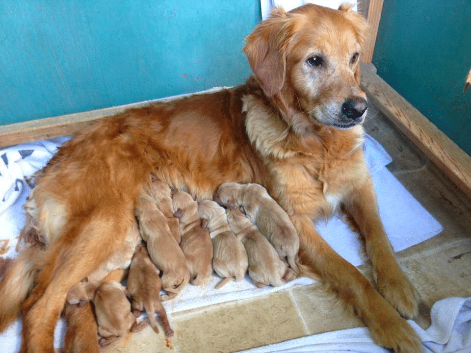 Best Golden Retriever Breeder in Oregon