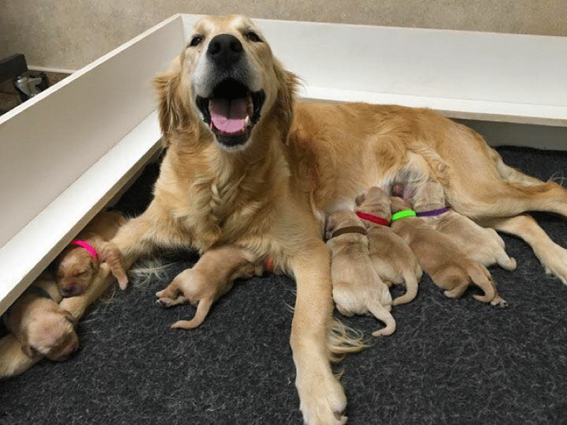 Super Goldens Breeder in New York