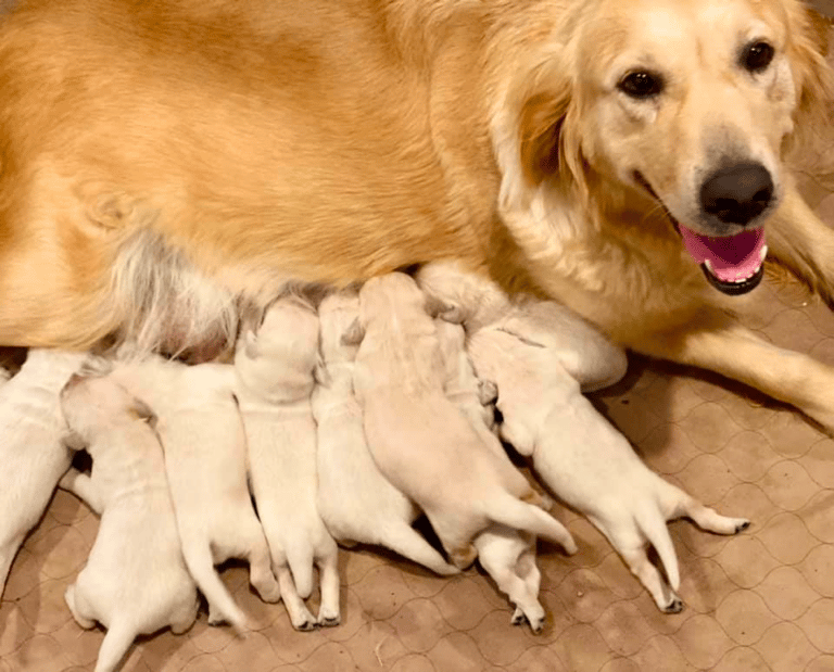 Top 37 Best Golden Retriever Breeders In Texas (TX)