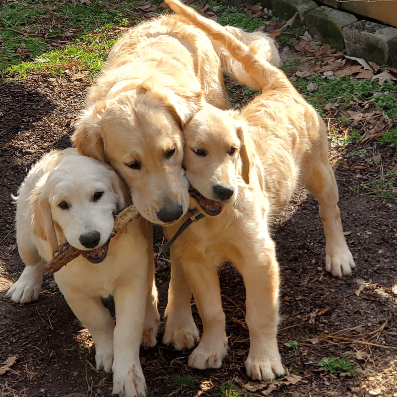 The Golden Court Breeder in Alabama