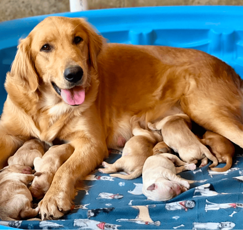 The Golden Life Retrievers