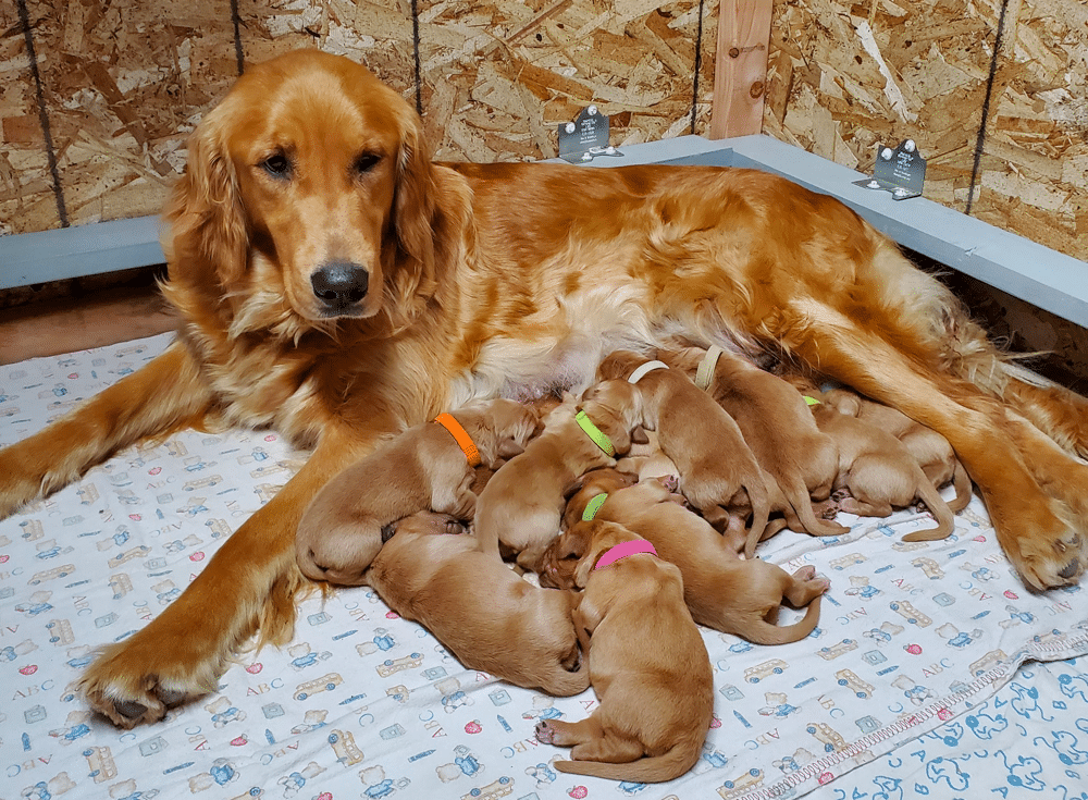 Golden Retriever Puppies in Oregon