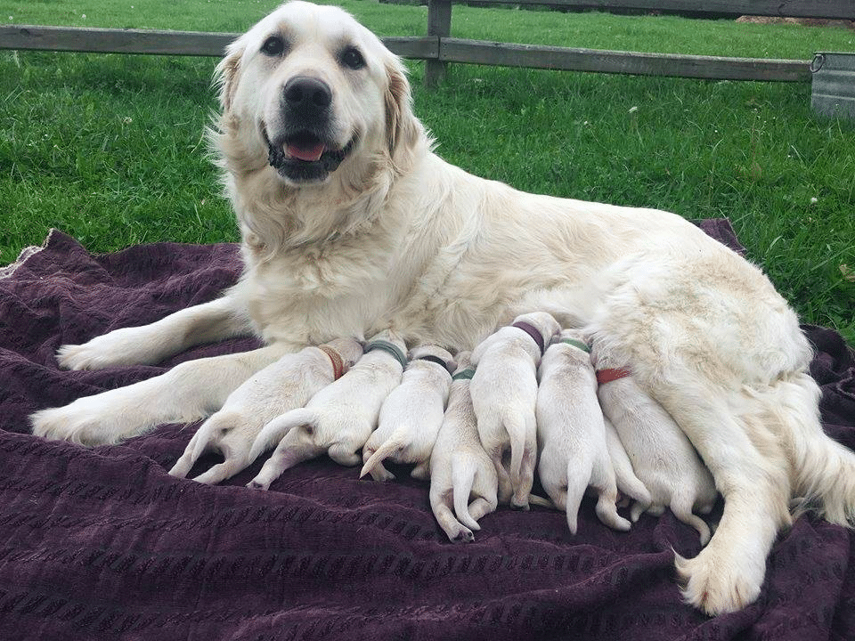 Timberscombe Golden Retrievers New York