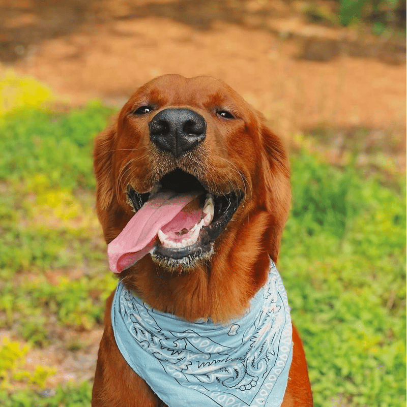 It is easy to Train A Red Golden Retriever