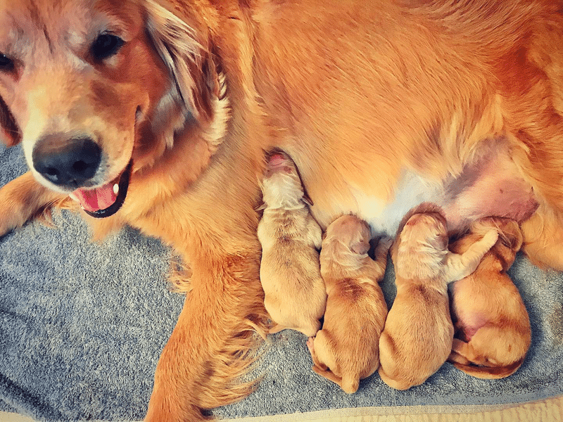 Golden Retrievers Puppies for sale in South Carolina