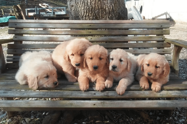 Top 6 Best Golden Retriever Breeders In West Virginia (WV)