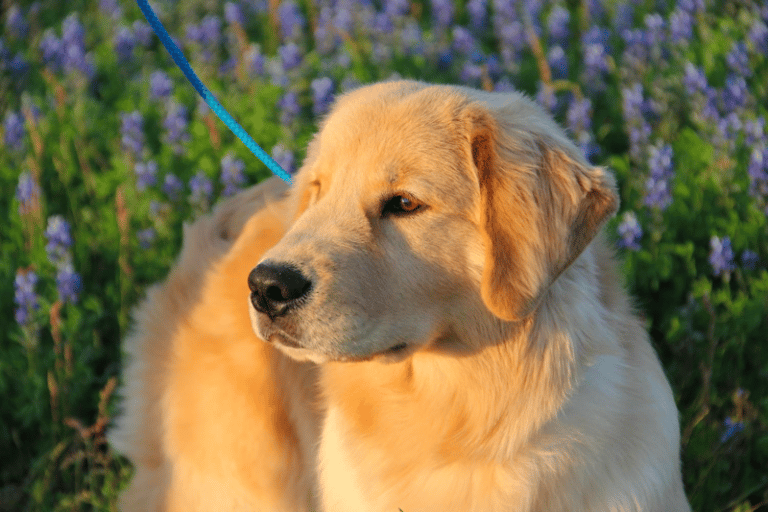 Top 37 Best Golden Retriever Breeders In Texas (TX)