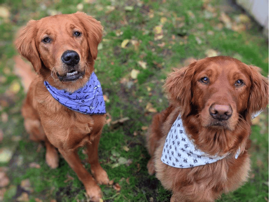 red haired retriever