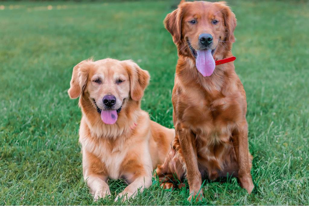 How Long Does a Golden Retriever Stay in Heat