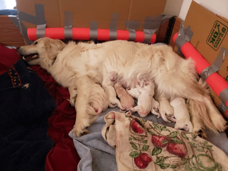 Top 13 Best Golden Retriever Breeders in Oregon (OR)