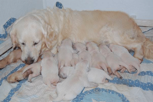 White Oak Golden Retrievers