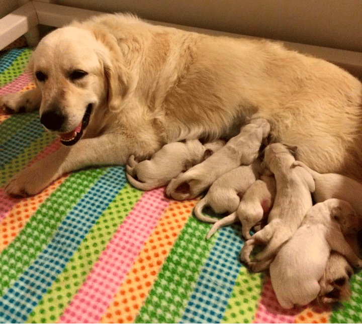 White Sand English Golden Retrievers in Alabama