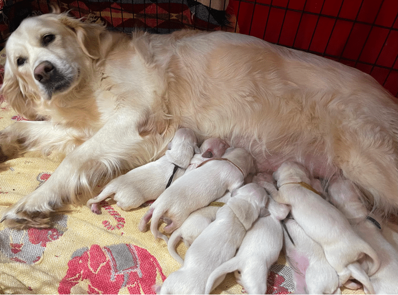 European English Golden Retriever Breeder in New York