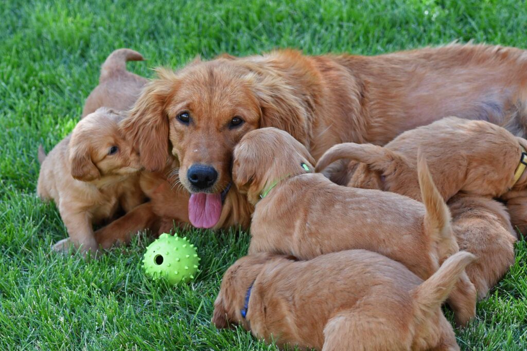 Windmill Farms Golden Retrievers